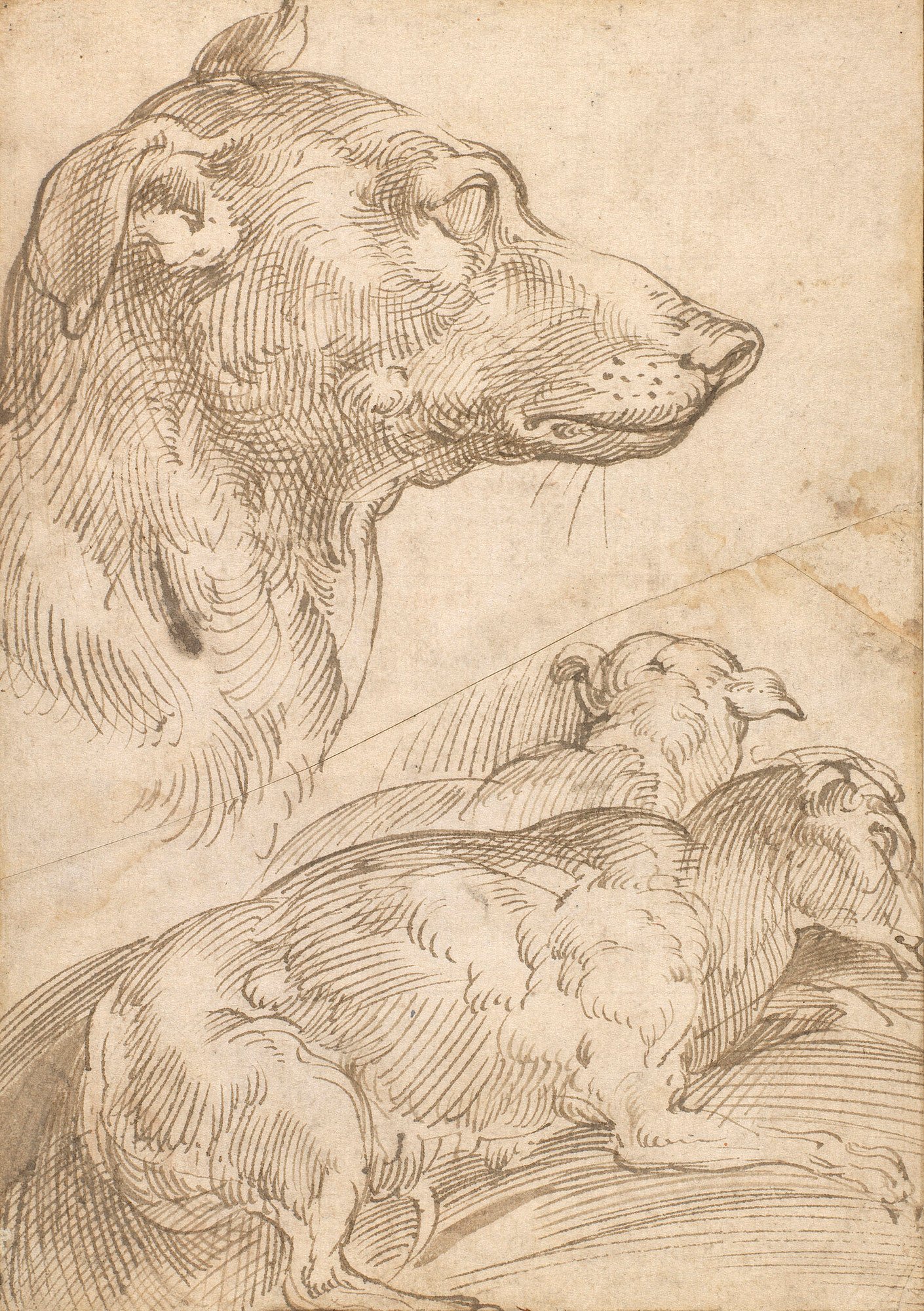 A drawing of the head of a dog in profile, and of two dogs sleeping. The sheet has been cut diagonally through the middle and rejoined with a reinforcing strip.&nbsp; 
The drawing comes from the Carracci sequence, placed there no doubt on grounds of a sup