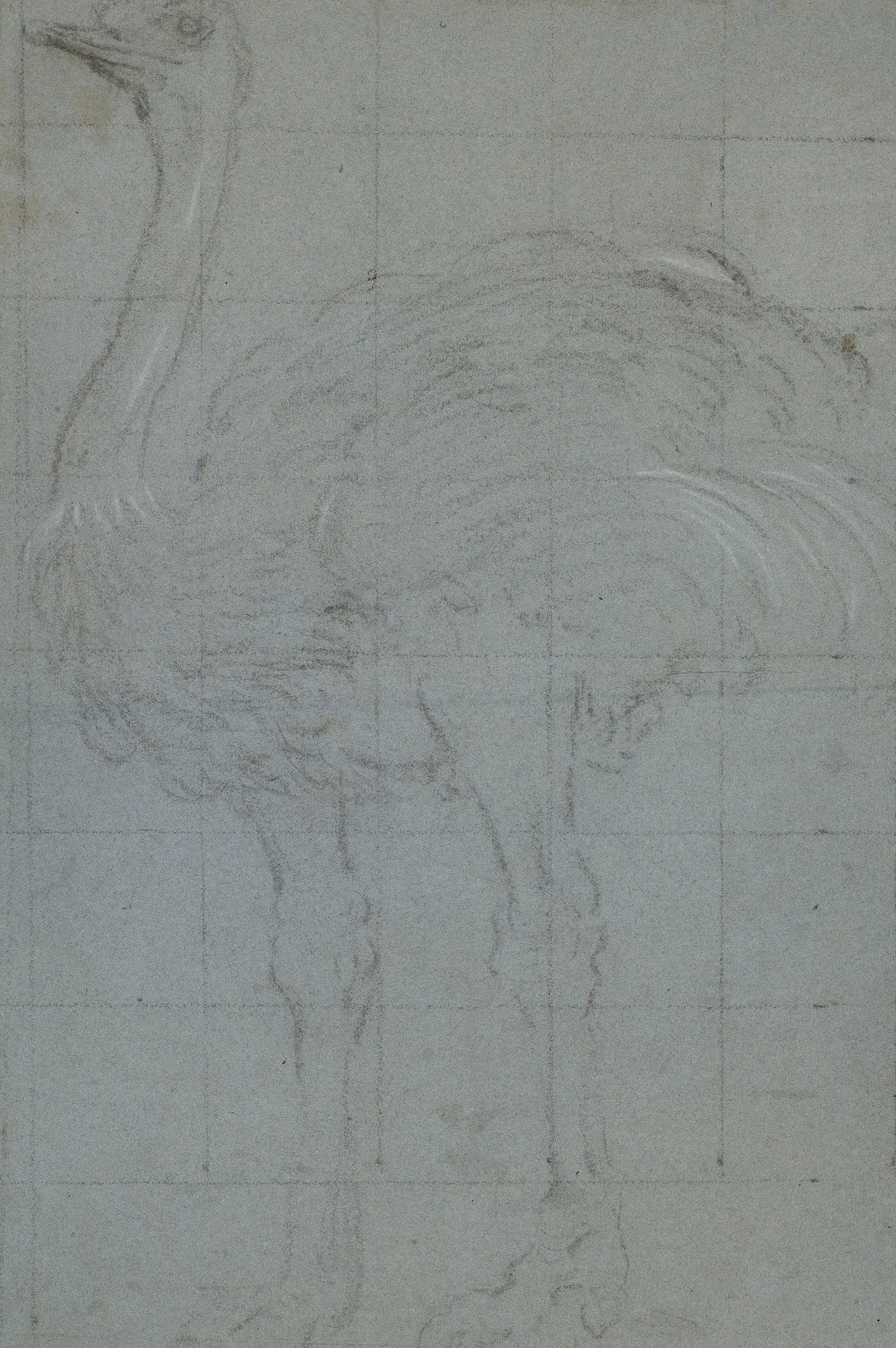 The convincing proportions and stance of the bird indicate that the artist had seen a live ostrich. The technique suggests an artist from Venice, Italy&rsquo;s main port for trade with the eastern and southern Mediterranean (from where an ostrich could ha