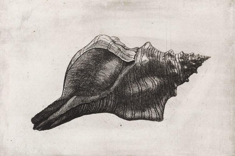 Trapezium horse conch (Pleuroploca trapezium L. )