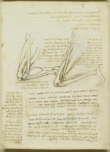 Recto: The muscles of the leg. Verso: Notes on the structure of the treatise on anatomy