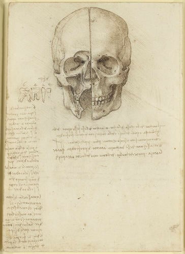 Recto: The cranium sectioned. Verso: The skull sectioned