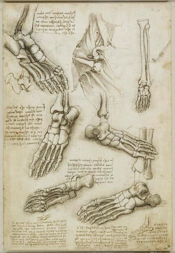 Recto: The bones of the foot, and the shoulder. Verso: The veins and muscles of the arm