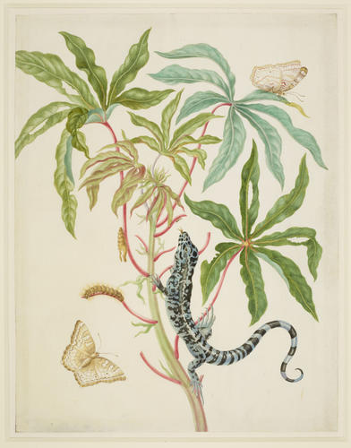 Cassava with White Peacock Butterfly and young Golden Tegu