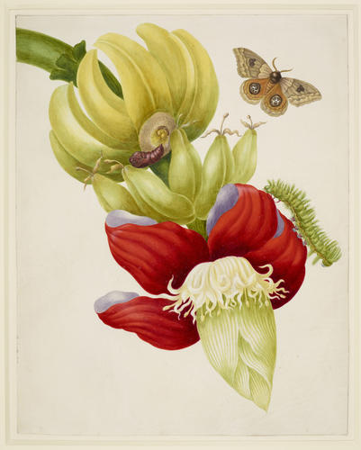 Branch of Banana with Bullseye Moth Branch of Banana with Bullseye Moth