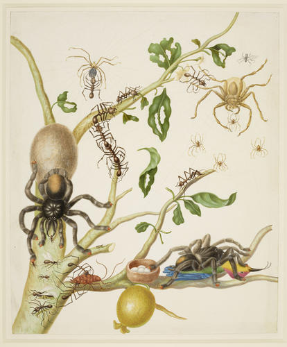Branch of Guava tree with Army Ants, Pink-Toe Tarantulas, Huntsman Spiders, and Ruby-Topaz Hummingbird