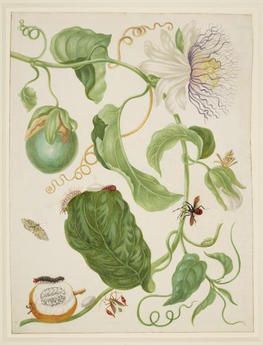 Branch of Water Lemon with Snout Moth, Brush-Footed Butterfly larva and Flag-Footed Bug Branch of Water Lemon with Snout Moth, Brush-Footed Butterfly larva and Flag-Footed Bug