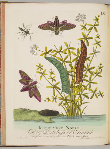 A Natural history of English insects / by Eleazar Albin