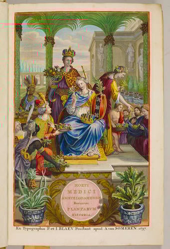 Horti medici Amstelodamensis rariorum, tam orientalis, quam occidentalis Indiae, aliarumque peregrinarum plantarum . . . descriptio et icones ; t. 1 / by Joannes Commelinus ; edited by Fredericus Ruyschius and Franciscus Kiggelarius Horti medici Amstelodamensis rariorum, tam orientalis, quam occidentalis Indiae, aliarumque peregrinarum plantarum . . . descriptio et icones ; t. 1 / by Joannes Commelinus ; edited by Fredericus Ruyschius and Franciscus Kiggelarius