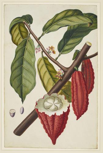 The Cacao Tree The Cacao Tree