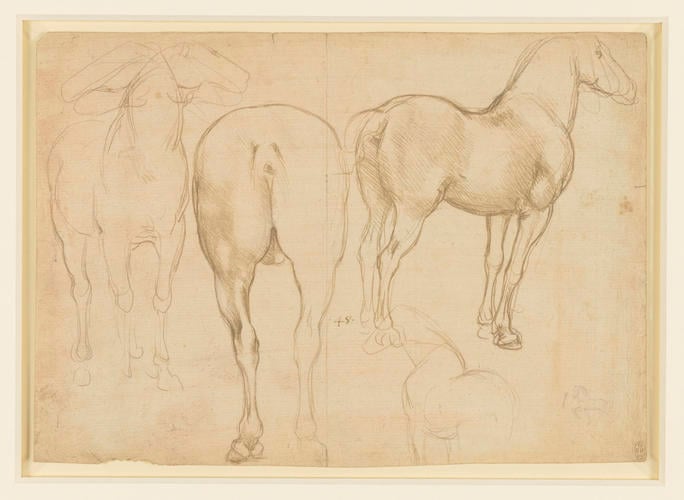 Studies of a horse