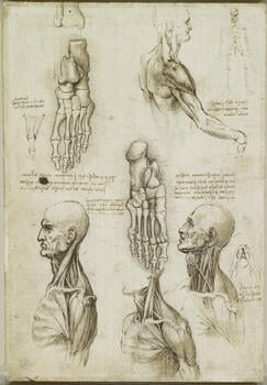 The throat, and the muscles of the leg (recto); The bones of the foot, and the muscles of the neck (verso)