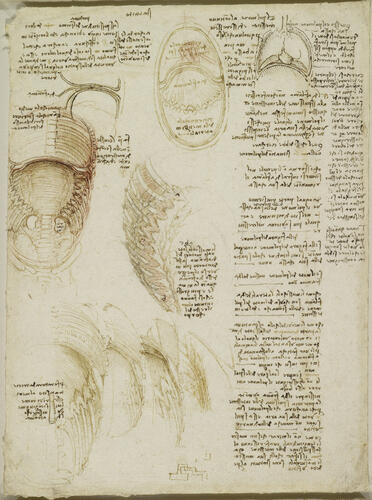 The thoracic and abdominal cavities of an ox