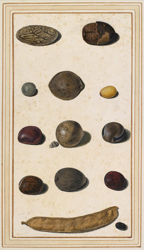 Fruits, seeds and legumes