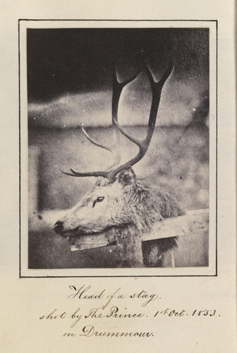 Head of a stag shot by Prince Albert, Drummour, 1 October 1853