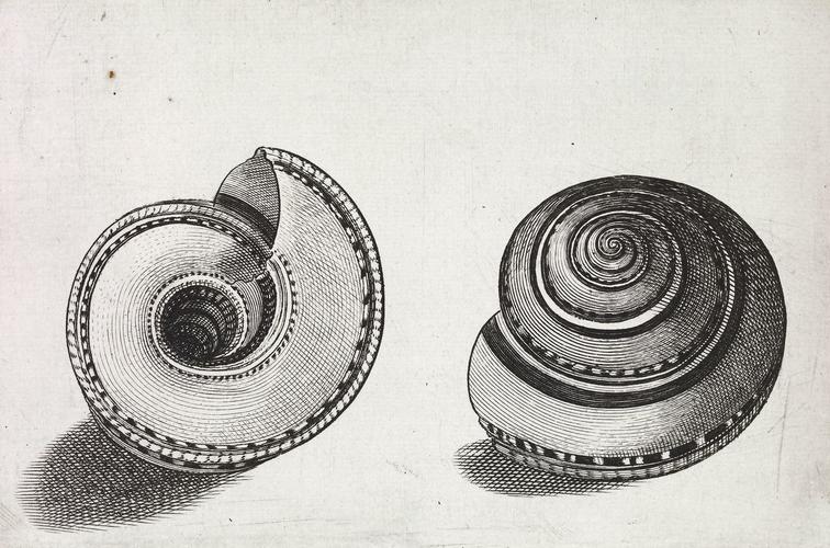 Shell - Architectonica trochlearis Hinds