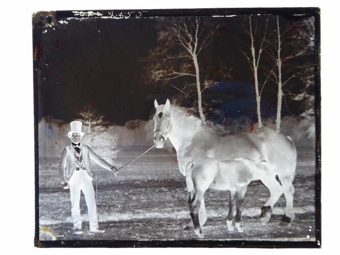 Horses with groom Horses with groom