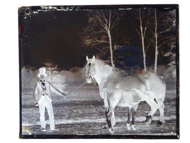 Horses with groom