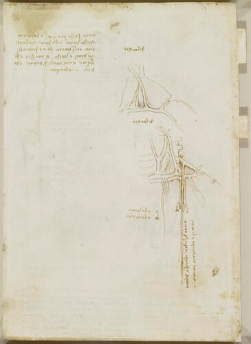 Recto: The vessels and nerves of the neck. Verso: The vessels of the liver Recto: The vessels and nerves of the neck. Verso: The vessels of the liver