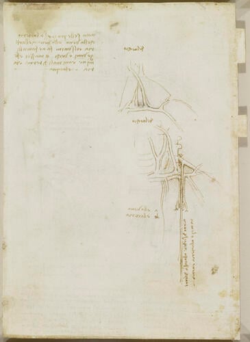 Recto: The vessels and nerves of the neck. Verso: The vessels of the liver