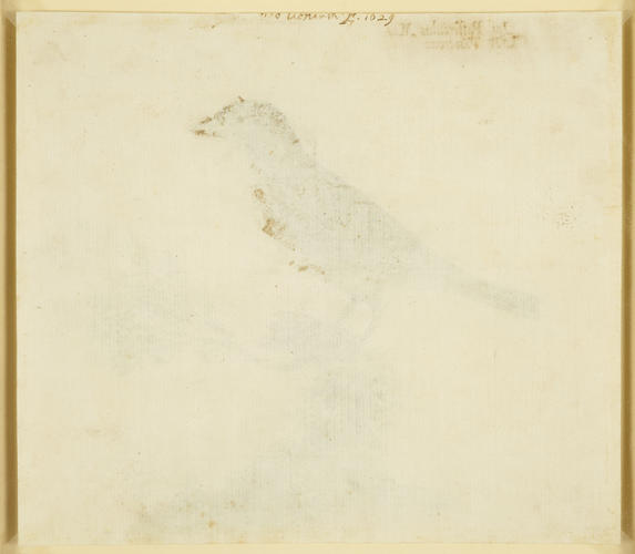 Italian sparrow, Passer Italiae (Vieillot 1817) Italian sparrow, Passer Italiae (Vieillot 1817)