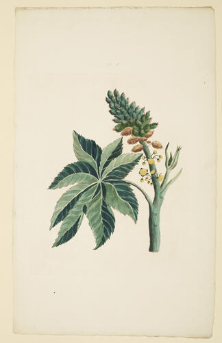 A Collection of exotics from the Island of Antigua / by a Lady