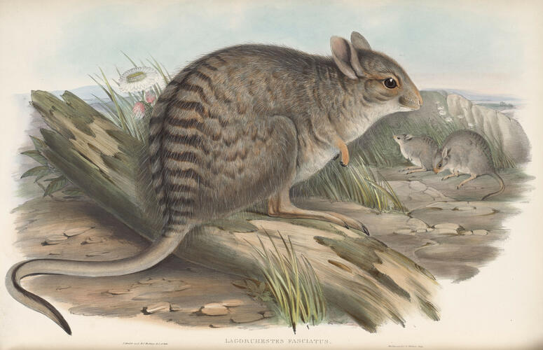 The Mammals of Australia ; v. 2 / by John Gould The Mammals of Australia ; v. 2 / by John Gould