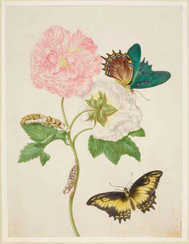 Confederate Rose with Androgeus Swallowtail Butterfly
