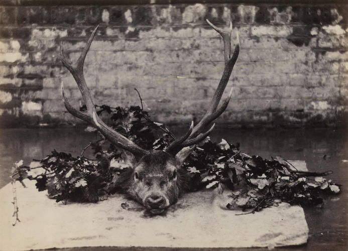 'Head of a Stag shot by The Prince in Windsor Park'