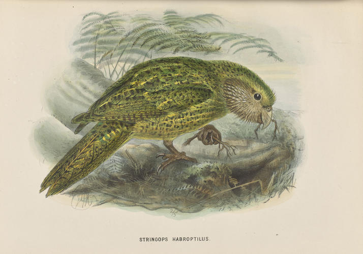 A History of the birds of New Zealand / by Walter Lawry Buller A History of the birds of New Zealand / by Walter Lawry Buller