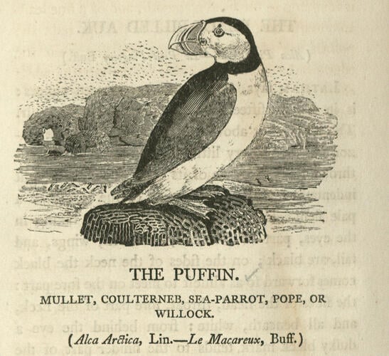 A History of British birds ; v. II containing the history and description of water birds / figures engraved on wood by T Bewick