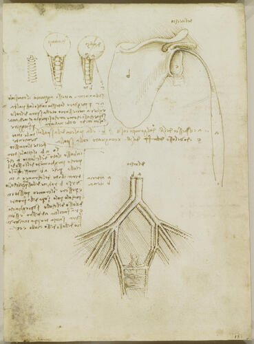 Recto: Studies of the scapular, neck, and pelvic vessels. Verso: The vessels of the neck and shoulder Recto: Studies of the scapular, neck, and pelvic vessels. Verso: The vessels of the neck and shoulder