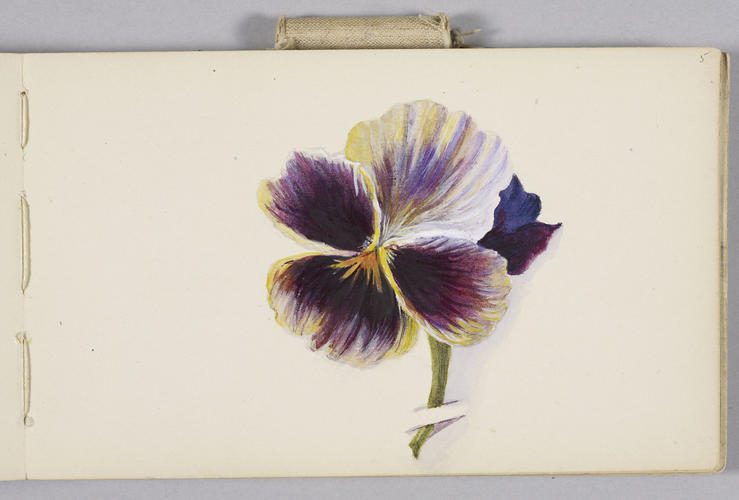 Master: Queen Alexandra's Sketch Book, 1884 - 1886
Item: A pansy