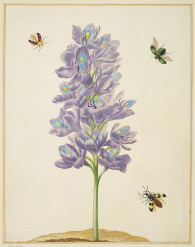 Water Hyacinth Water Hyacinth