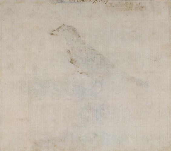 Italian sparrow, Passer Italiae (Vieillot 1817) Italian sparrow, Passer Italiae (Vieillot 1817)