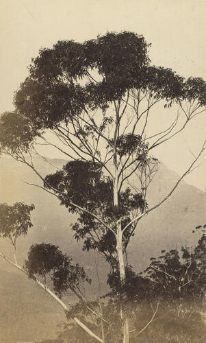 The Cruise of HMS Bacchante 1879-82: Eucalptus tree, New South Wales, Australia The Cruise of HMS Bacchante 1879-82: Eucalptus tree, New South Wales, Australia