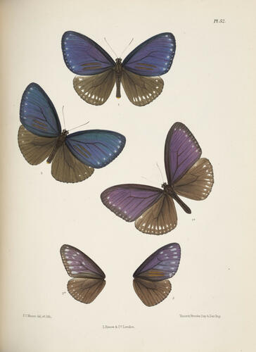 Lepidoptera Indica ; v. 1 / by F. Moore
