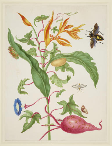 Sweet Potato plant and Parakeet Flower with a Leaf-Footed Bug, Melonworm Moth and Pickleworm Moth