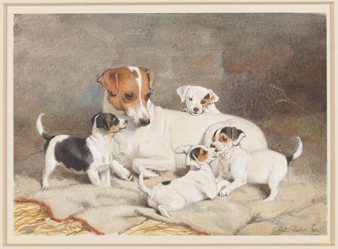 The fox-terrier, Flo, with her puppies