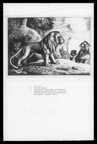 Lions Lions