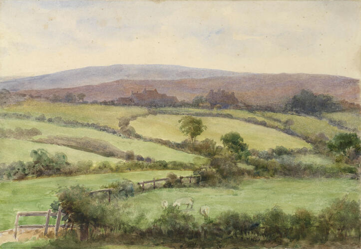 A view of sheep grazing in a field