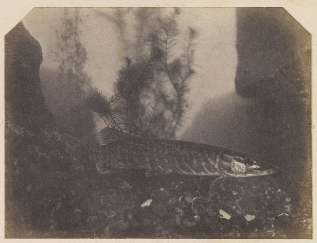 Pike, London Zoo Pike, London Zoo
