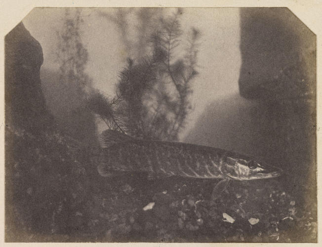 Pike, London Zoo