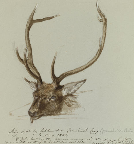 Stag shot by Albert on Conaich Crag