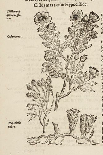 Rariorum plantarum historia / Carolus Clusius