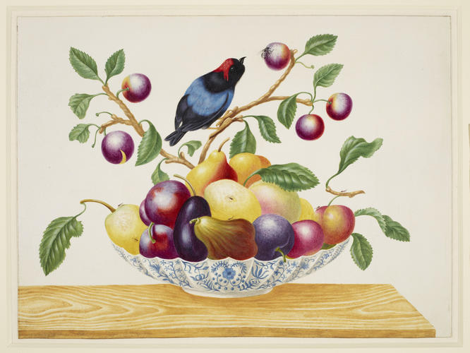 Still life with fruit and Blue-Backed Manakin