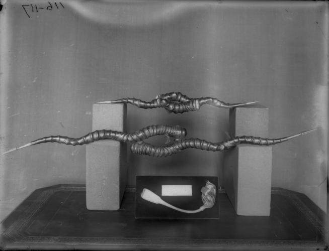 Glass plate negative