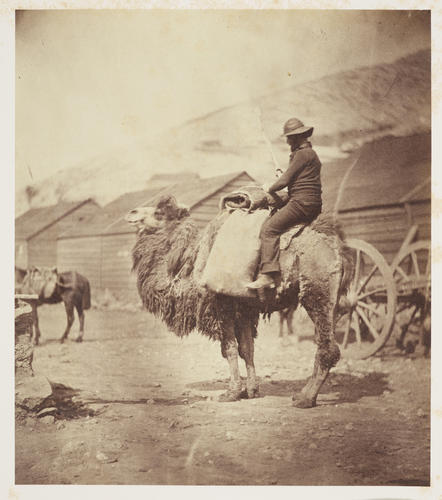 Dromedary Dromedary