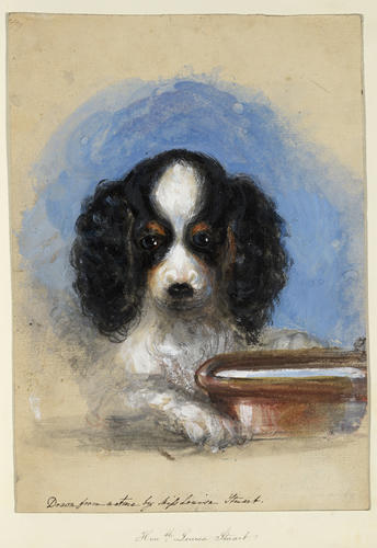 Head of a spaniel Head of a spaniel
