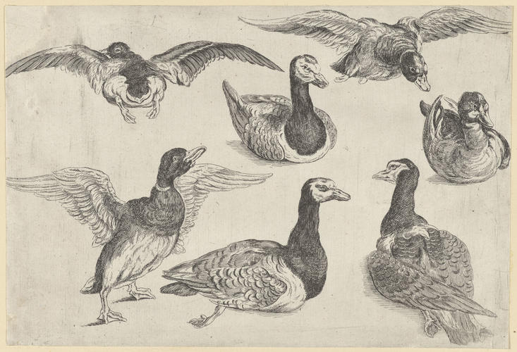 Seven Ducks Seven Ducks
