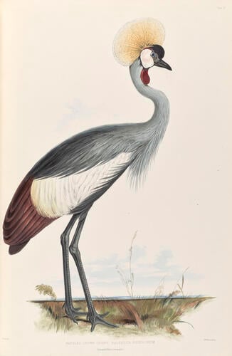 Gleanings from the Menagerie and Aviary at Knowsley Hall